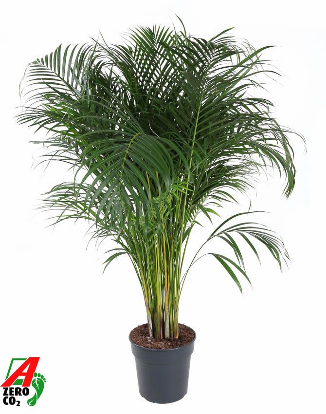 Dypsis lutescens 140cm 27cm Pot