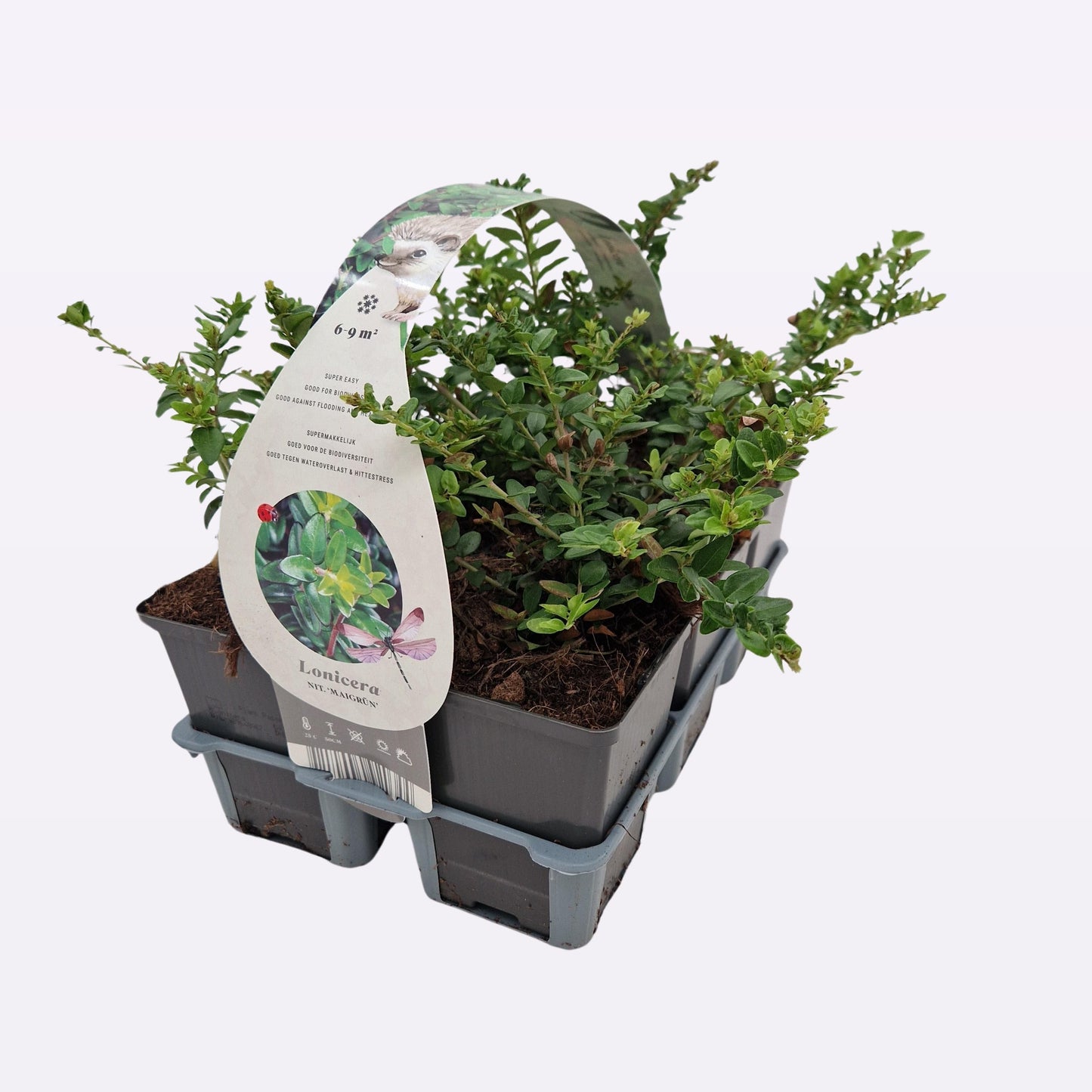 Lonicera nit. Maigruen 15cm 9cm Pot