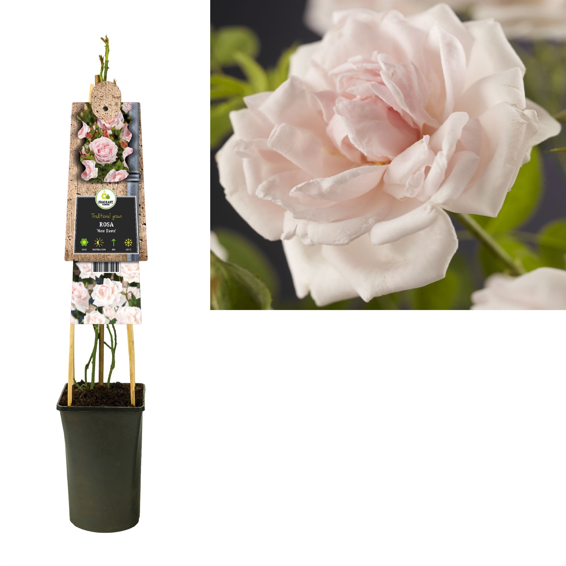 Rosa New Dawn 75cm 17cm Pot