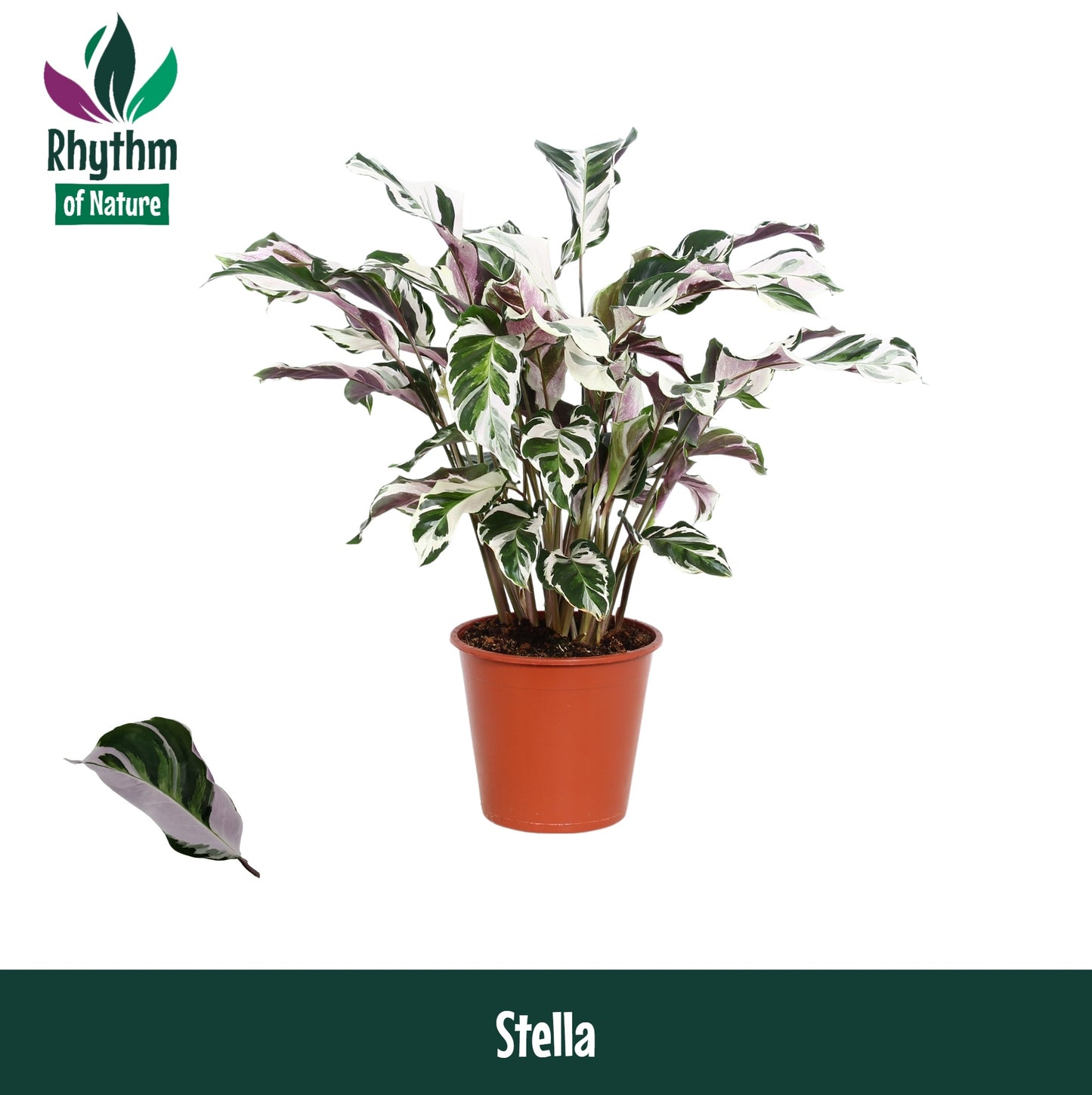 Calathea Stella 80cm 19cm Pot