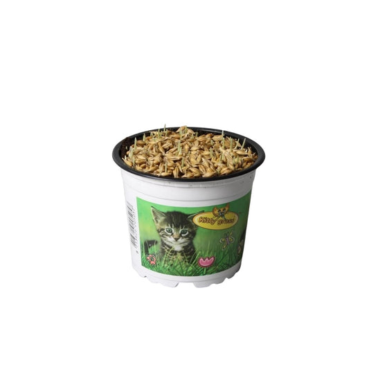 Kitty grass Hordeum 10cm 12cm Pot