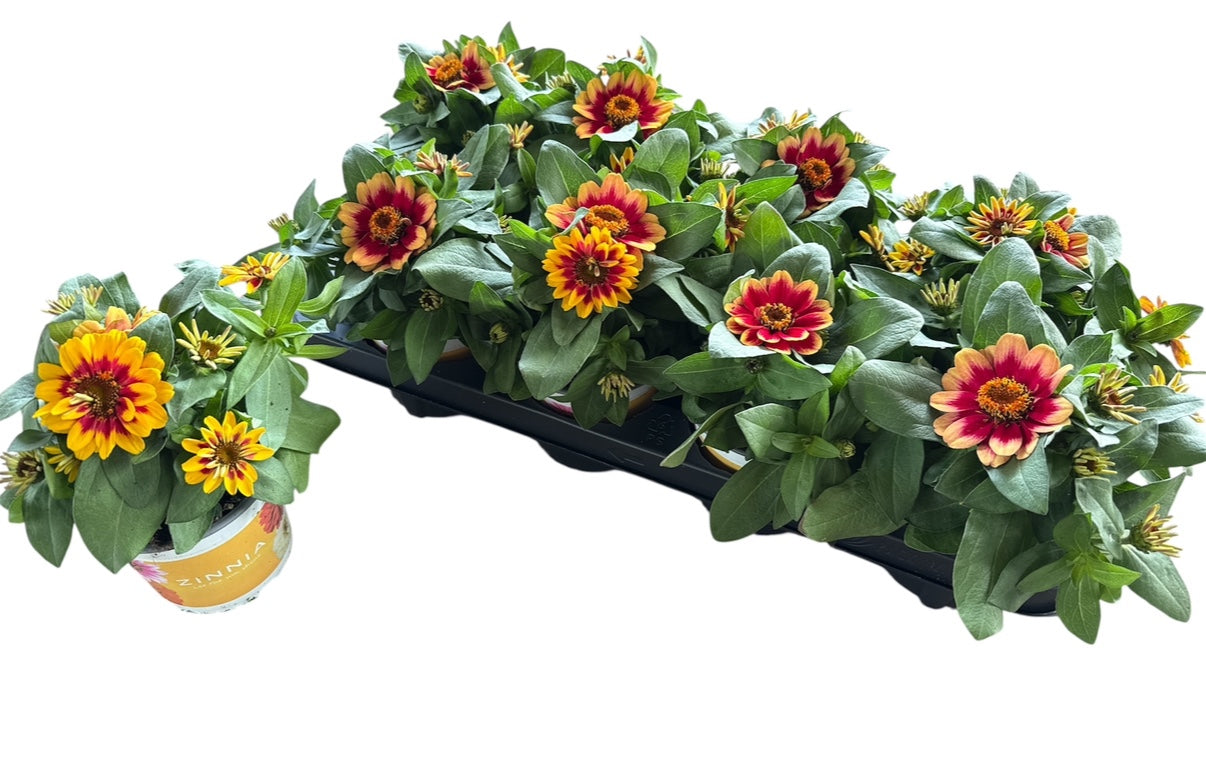 Zinnia yellow/red bicolor 30cm 12cm Pot