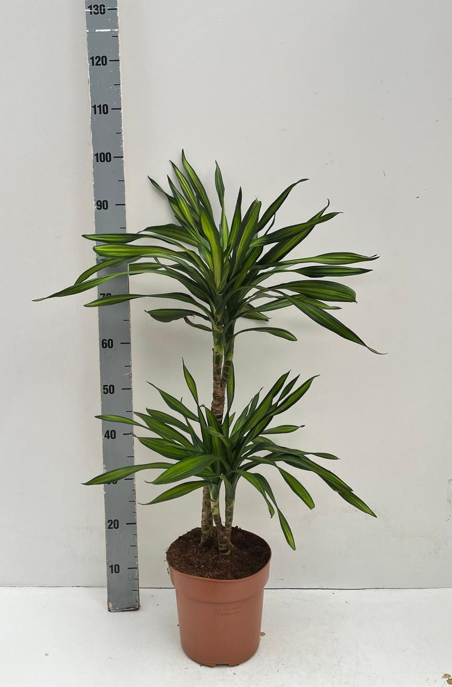 Dracaena frag. Riki 85cm 21cm Pot