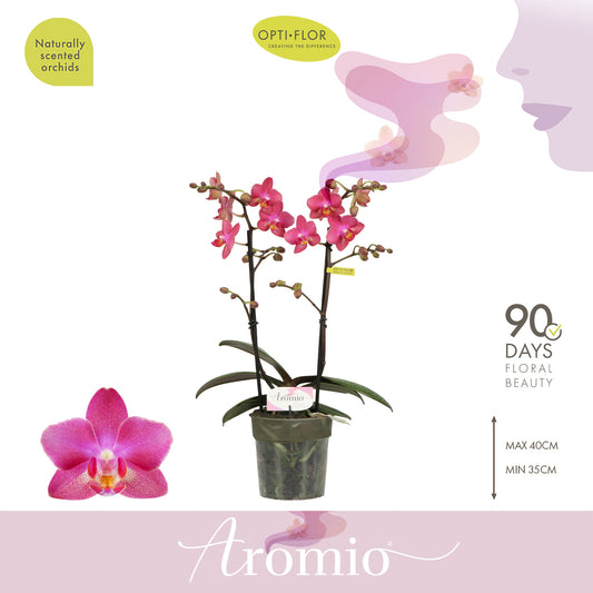 Phalaenopsis mf. Aromio Floral 35cm 12cm Pot
