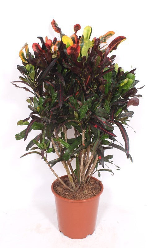 Codiaeum Mammi 120cm 27cm Pot
