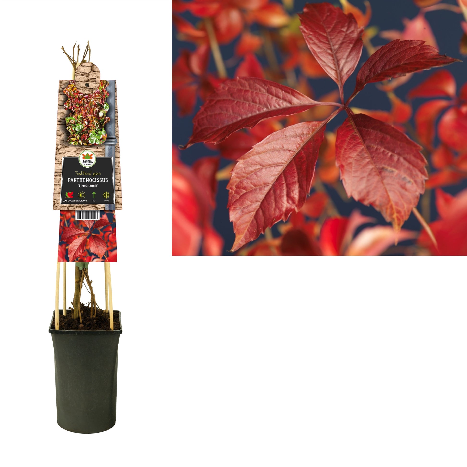 Parthenocissus engelmannii 75cm 17cm Pot