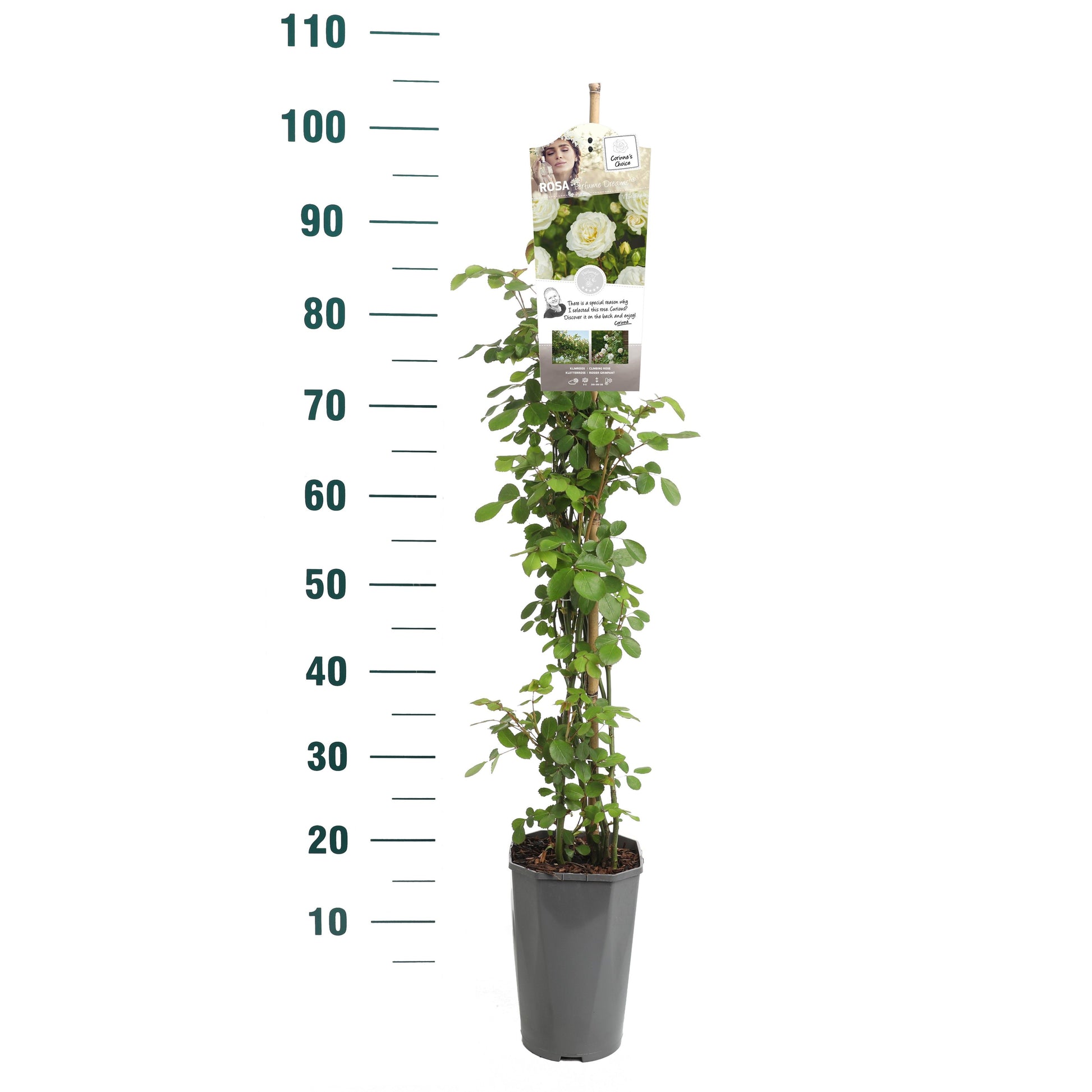 Rosa Hybrid 70cm 19cm Pot