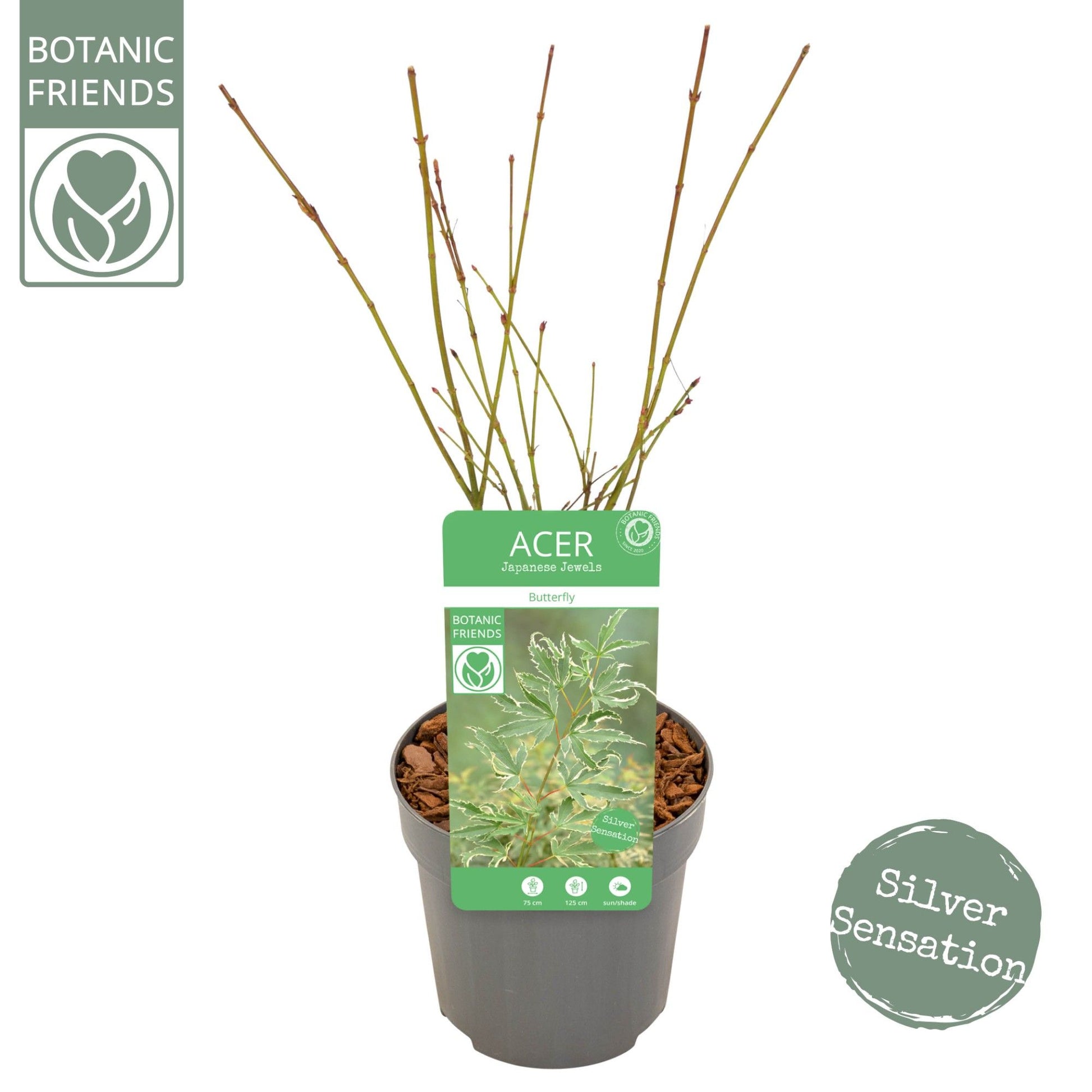 Acer palm. Butterfly 40cm 10cm Pot