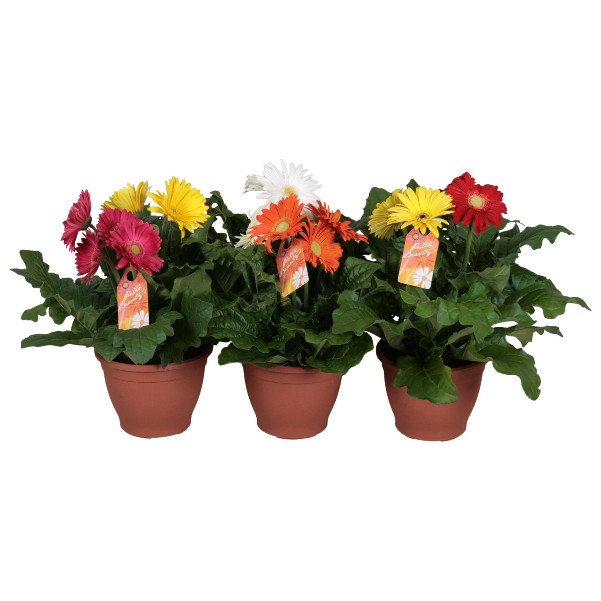 Gerbera Patio mix 25cm 17cm Pot