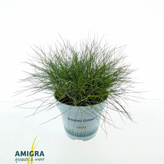 Festuca gautieri Amigreen 20cm 510cm Pot