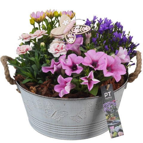PTPP6814 Arrangementen Perkplanten 30cm 27cm Pot