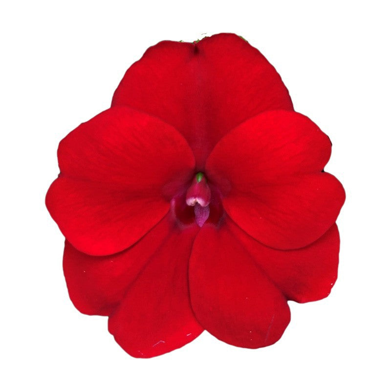 Impatiens Sunpatiens Red 35cm 17cm Pot