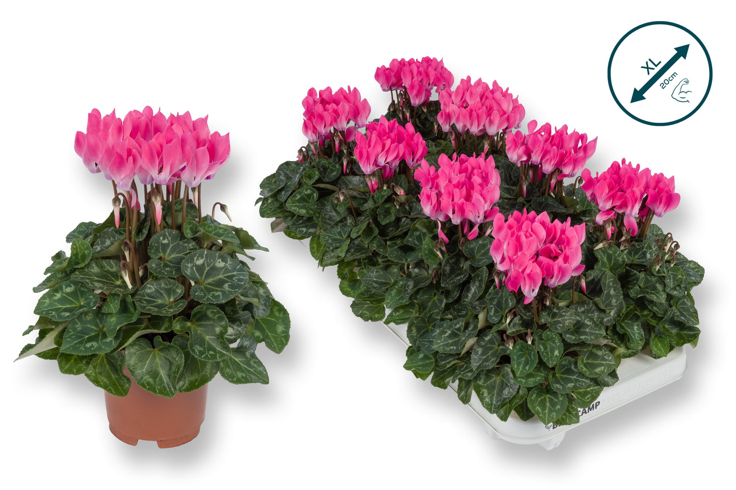 Cyclamen Compact light pink 20cm 510cm Pot
