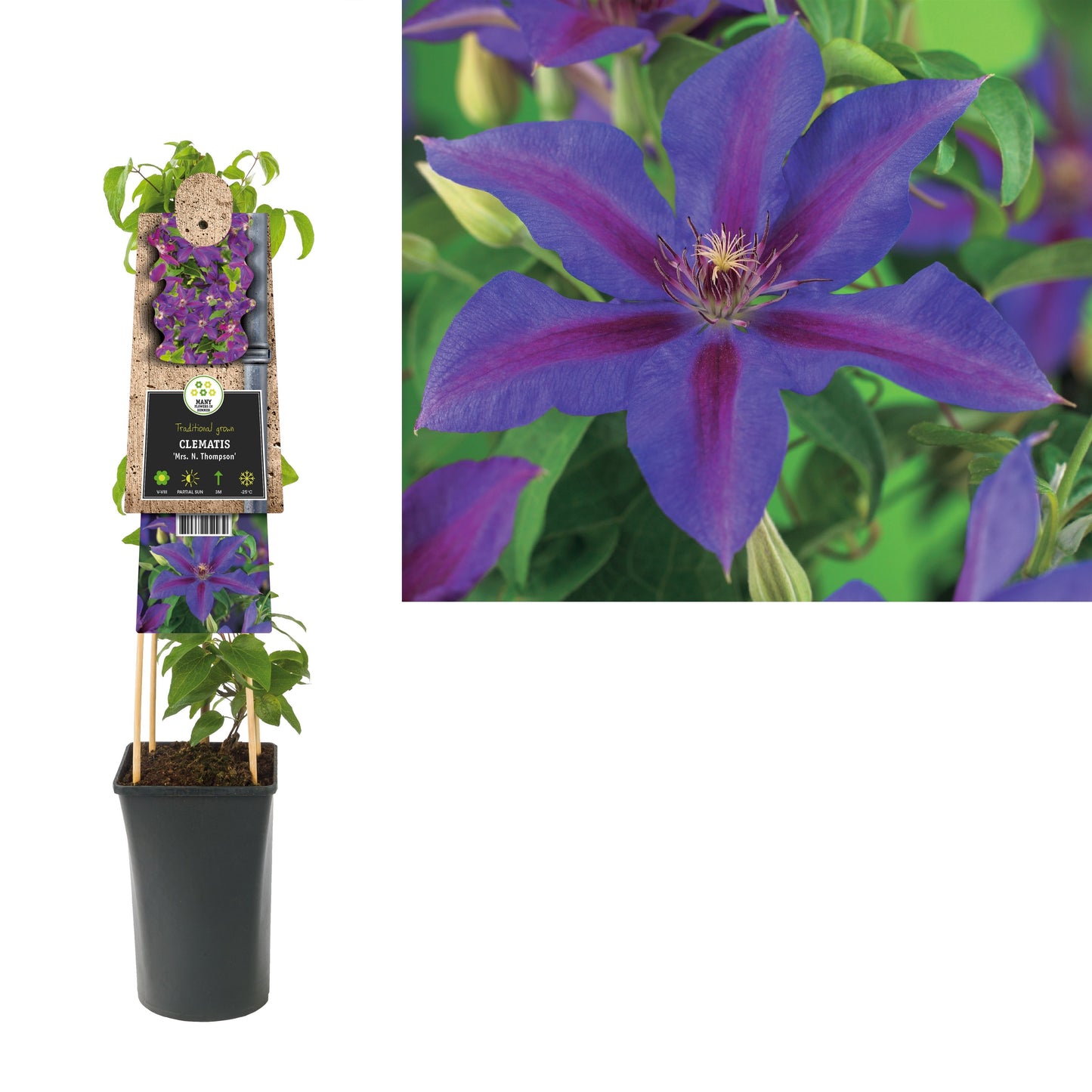 Clematis pat. Mrs N. Thompson 75cm 17cm Pot