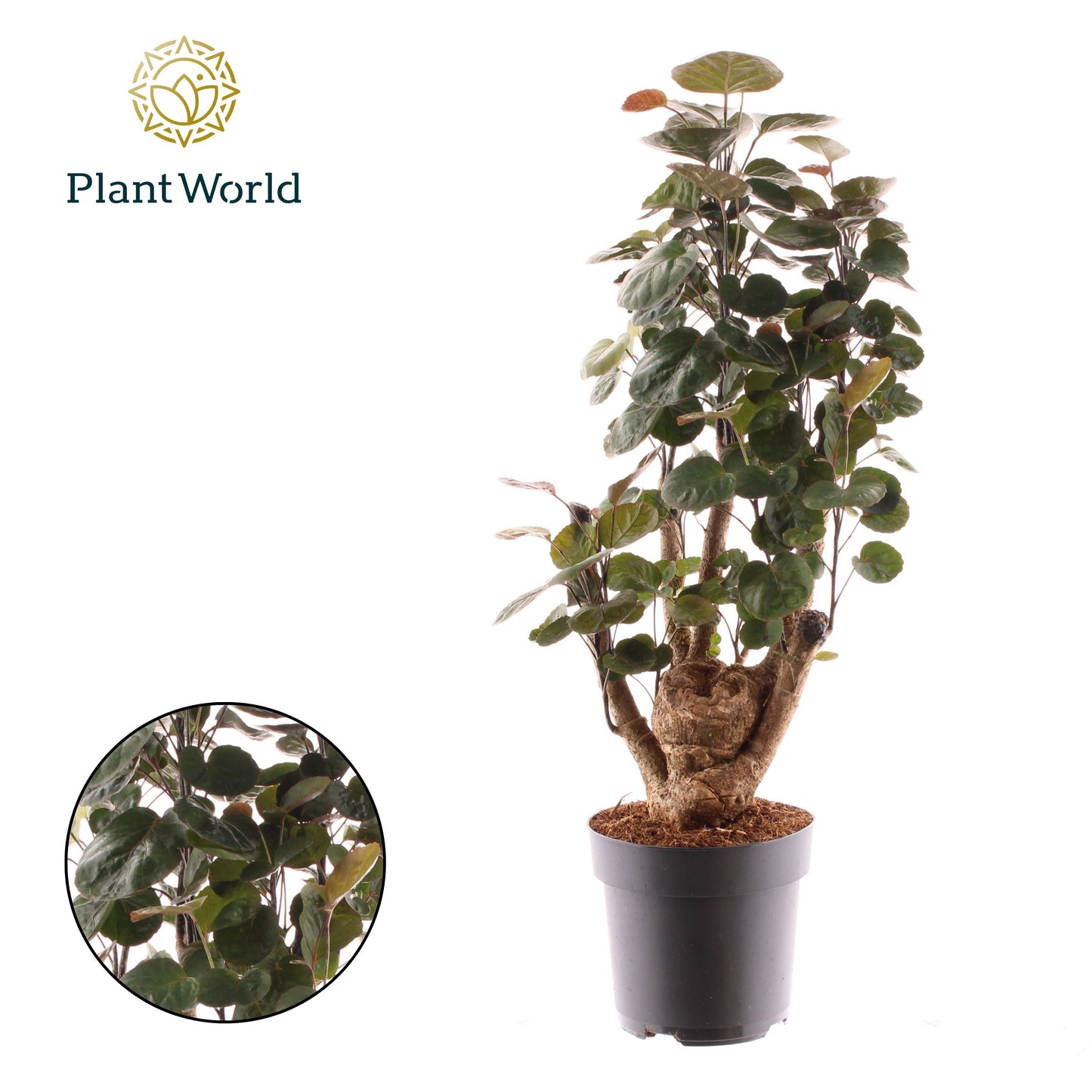 Polyscias Fabian 50cm 17cm Pot