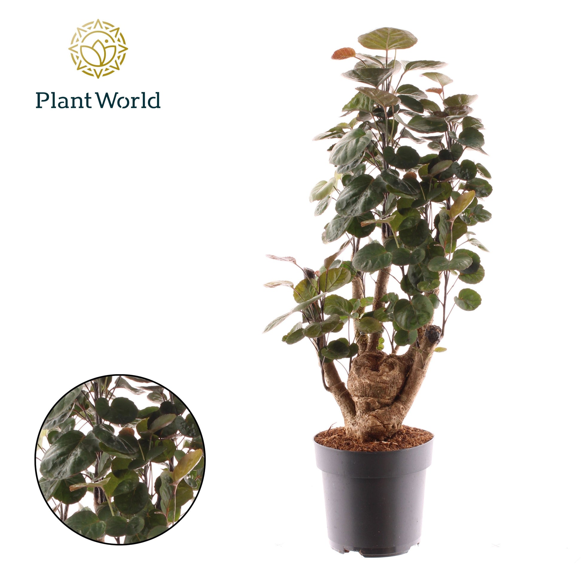 Polyscias Fabian 50cm 17cm Pot