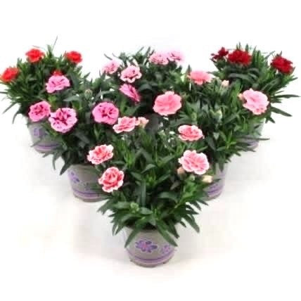 Wensen Potplanten Dianthus Oscar mix Pack of 12