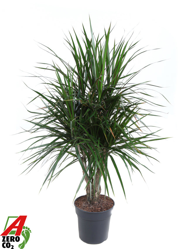 Dracaena marginata branched 120cm 24cm Pot