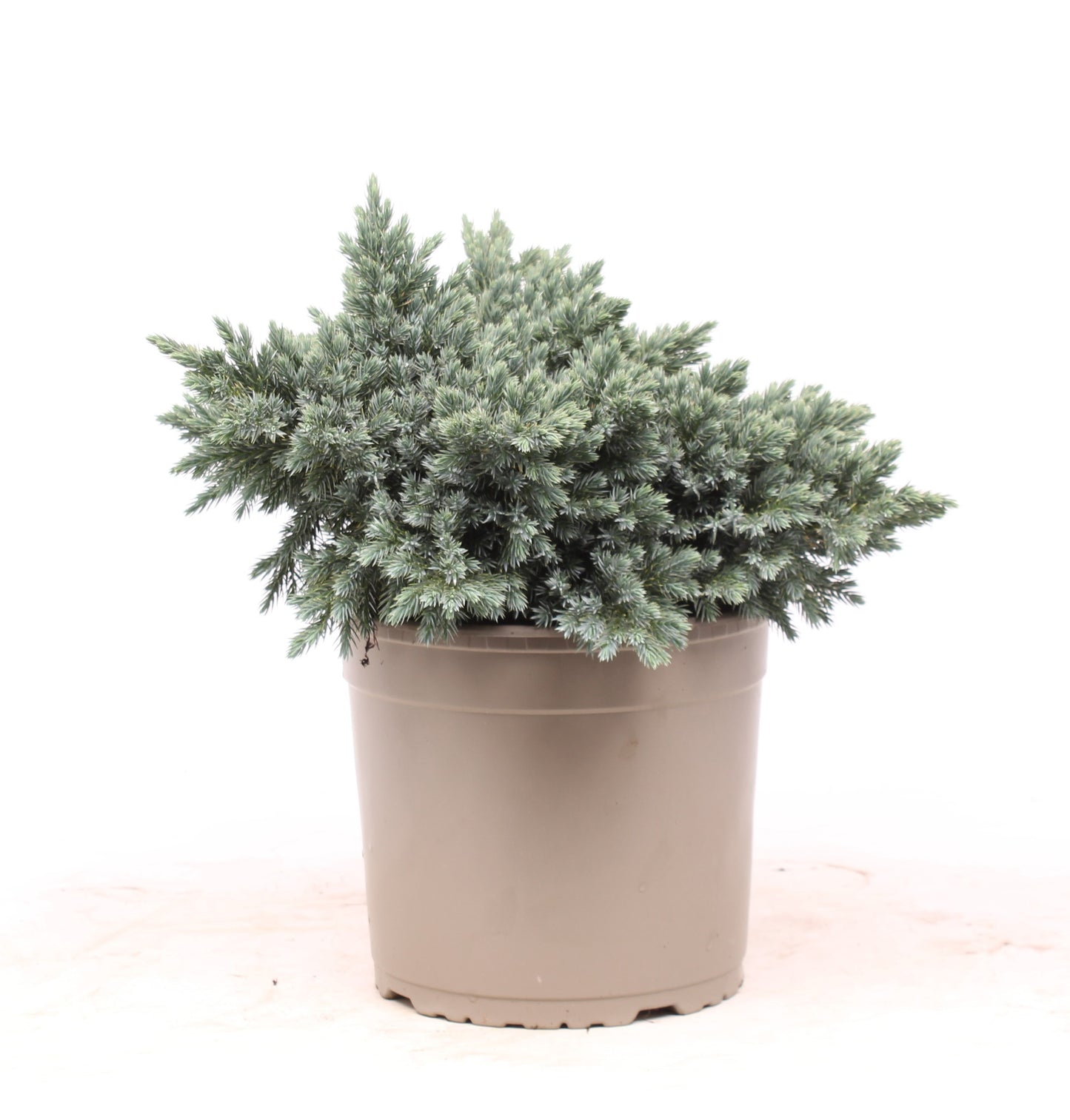 Juniperus squ. Blue Star 30cm 23cm Pot