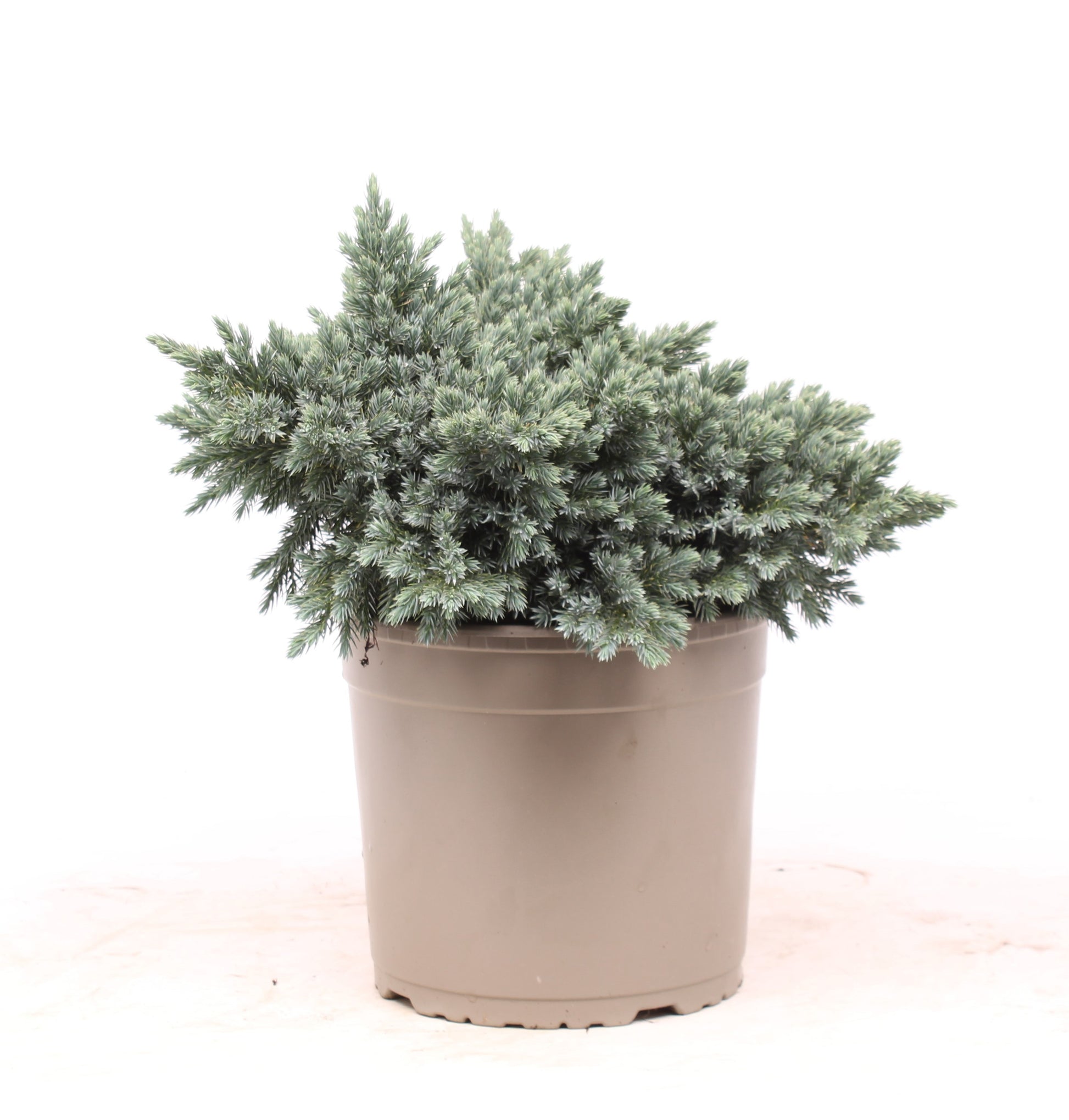 Juniperus squ. Blue Star 30cm 23cm Pot