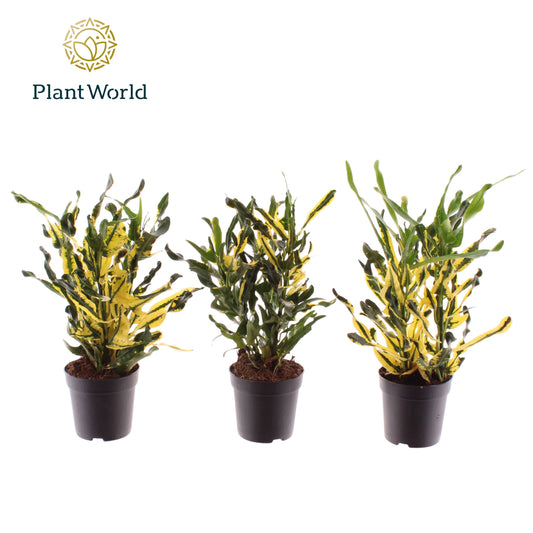 Codiaeum Pictum 20cm 7cm Pot