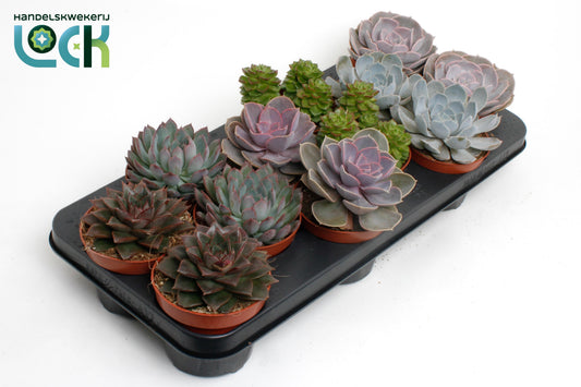 Echeveria mix 15cm 510cm Pot