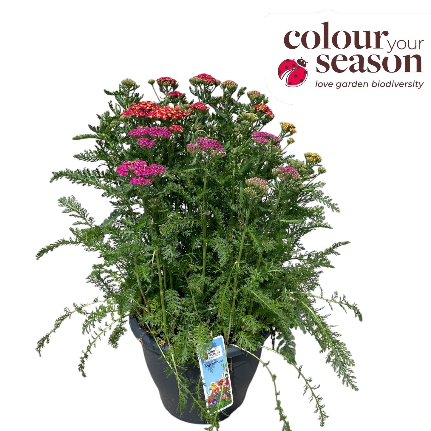 Achillea Milly Rock Yellow 50cm 26cm Pot