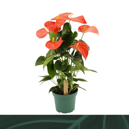 Anthurium Florida 50cm 14cm Pot