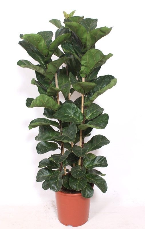 Ficus lyrata Bambino 95cm 27cm Pot