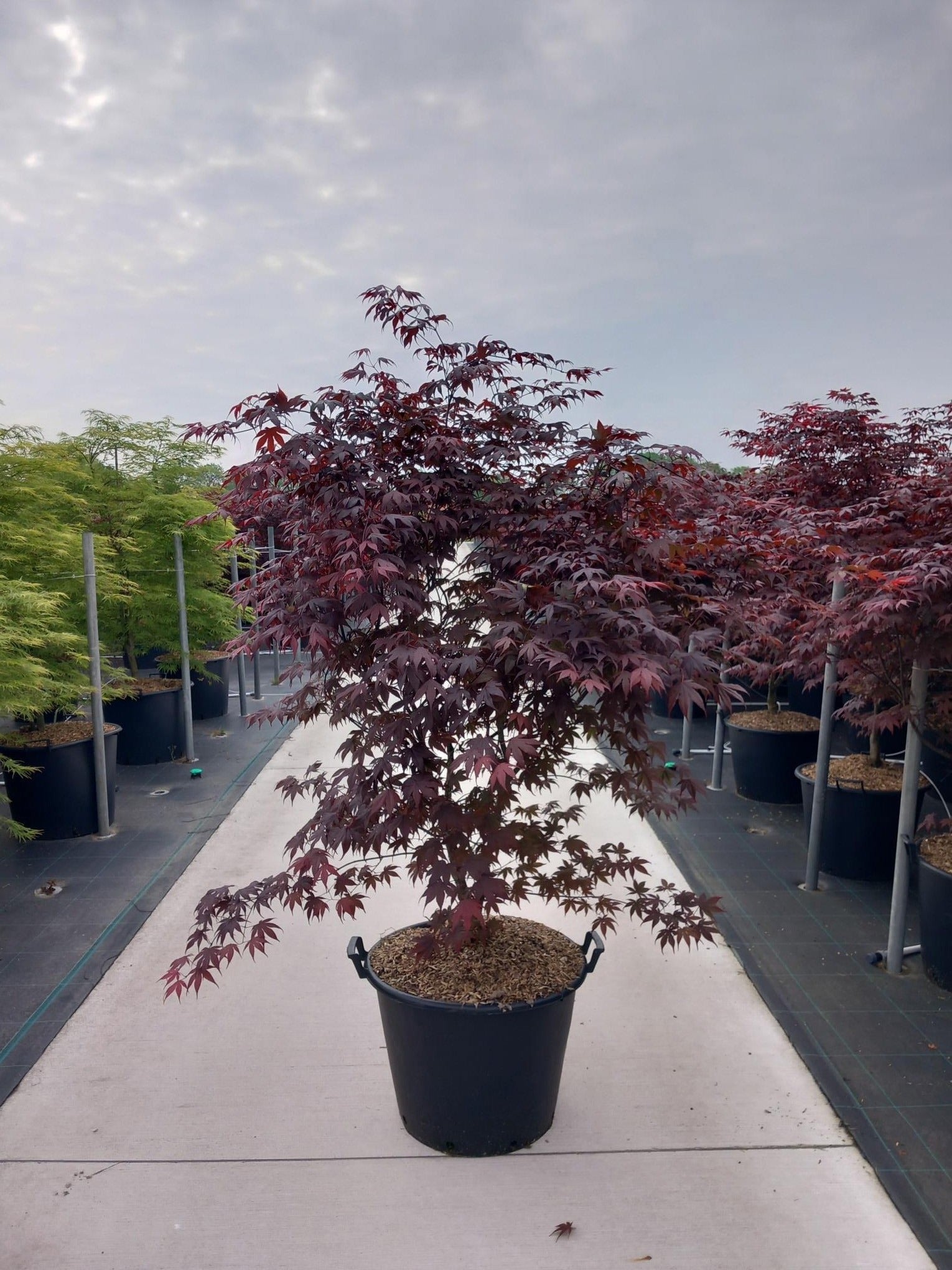 Acer palm. Bloodgood 180cm 60cm Pot