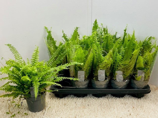 Nephrolepis Green Lady 30cm 12cm Pot