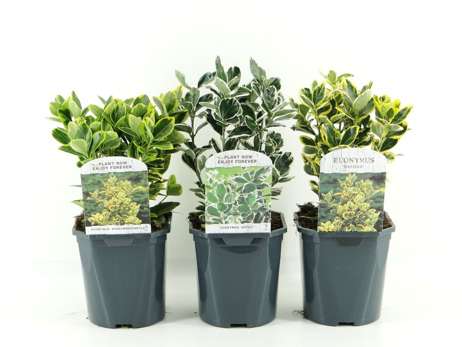 Euonymus japonicus 25cm 17cm Pot