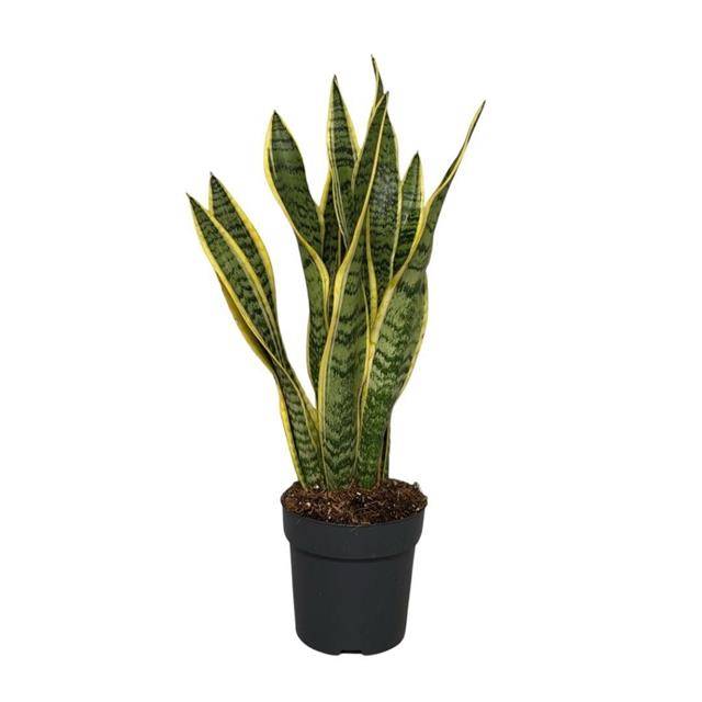 Sansevieria Laurentii 55cm 14cm Pot