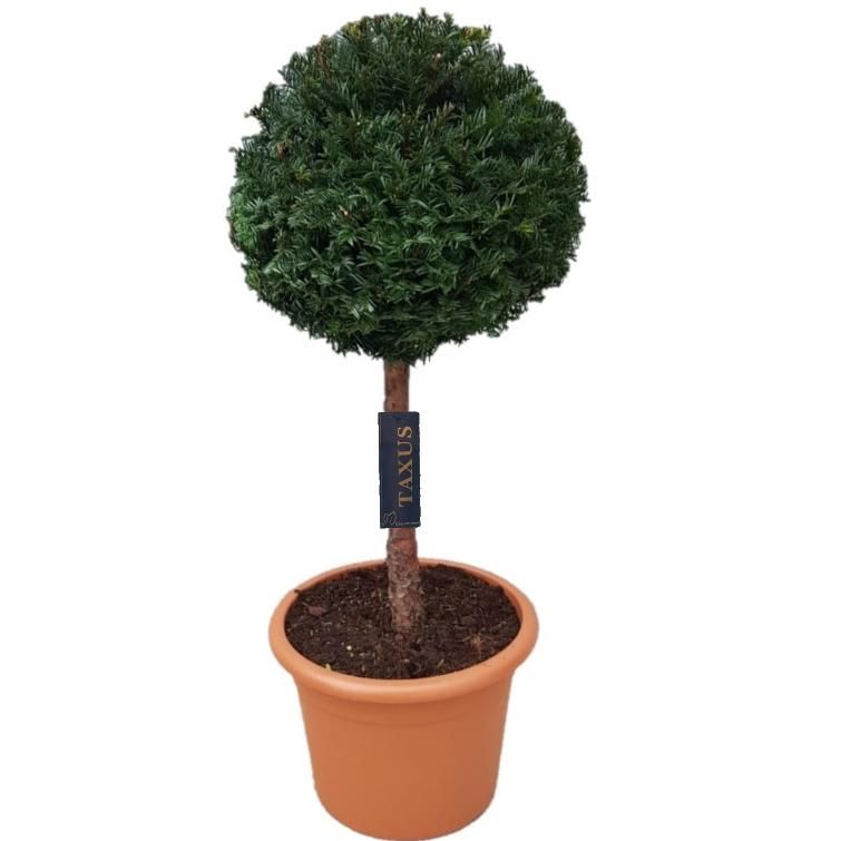 Taxus baccata 80cm 28cm Pot