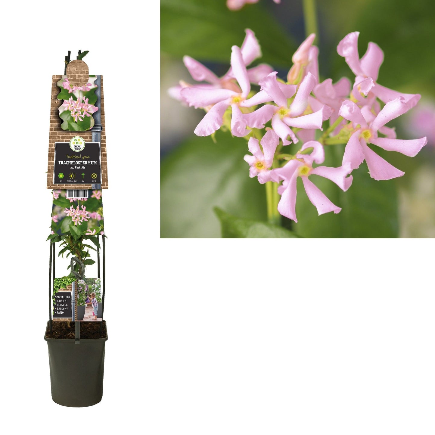 Trachelospermum asiaticum 115cm 23cm Pot