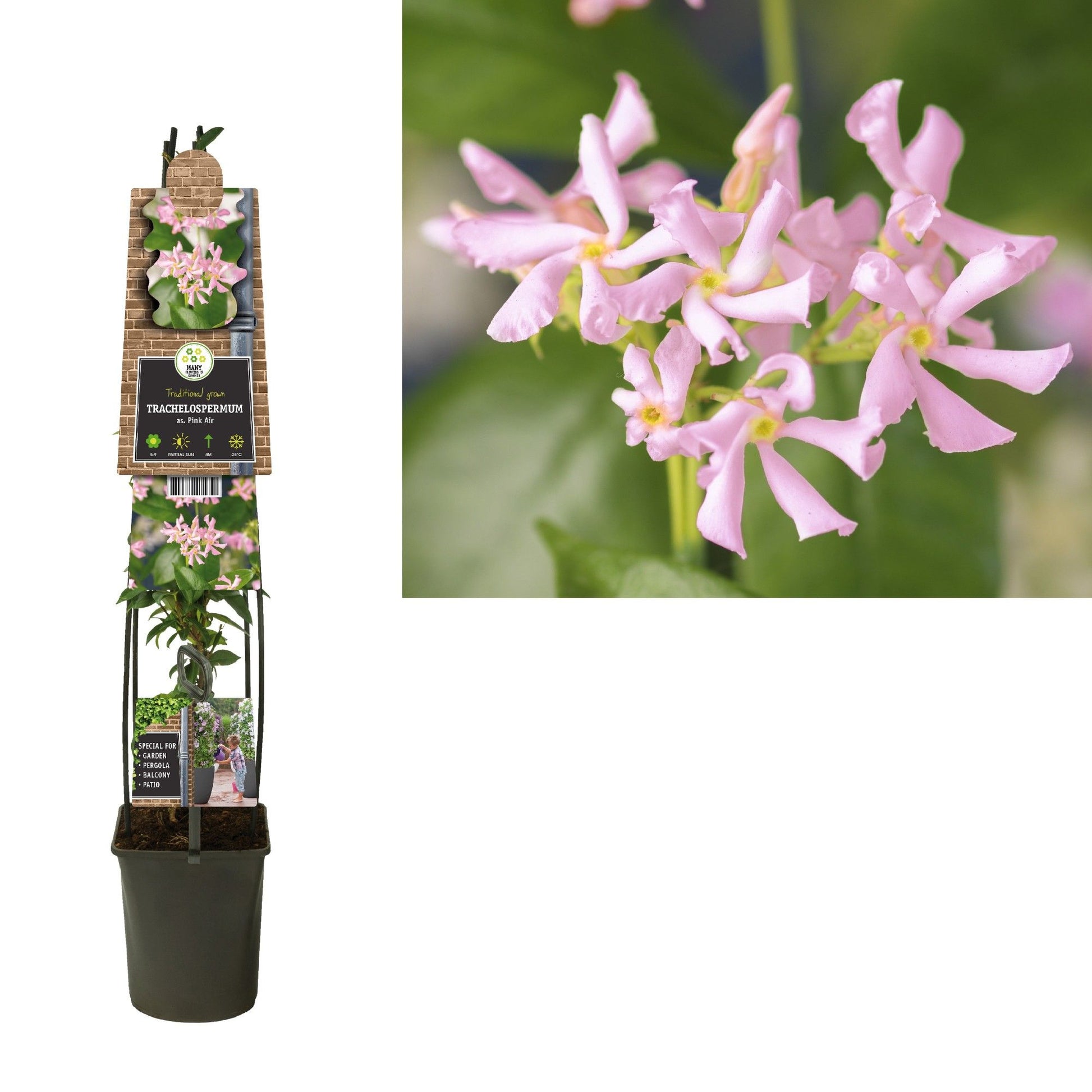 Trachelospermum asiaticum 115cm 23cm Pot