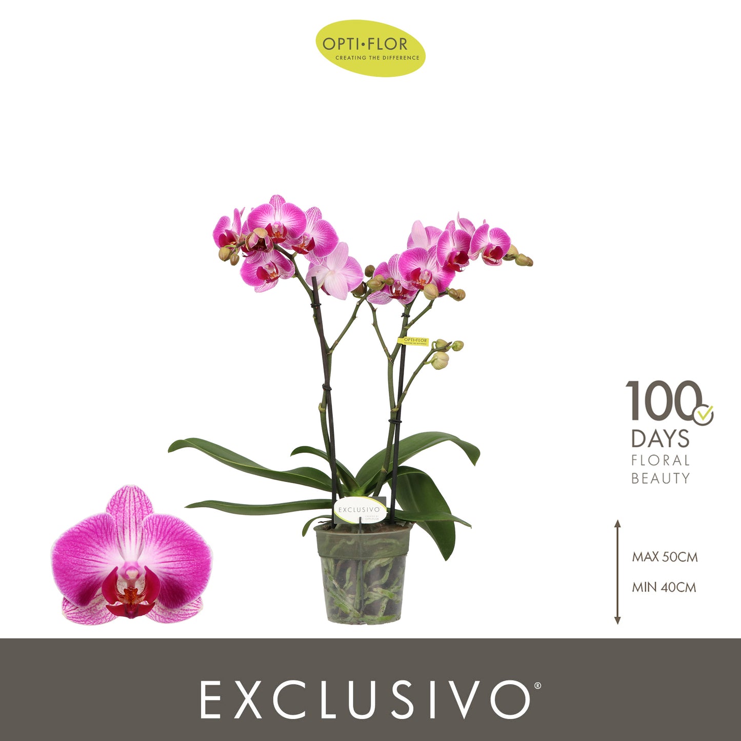 Phalaenopsis mf. Bing (+ drp.ceramic) 45cm 12cm Pot