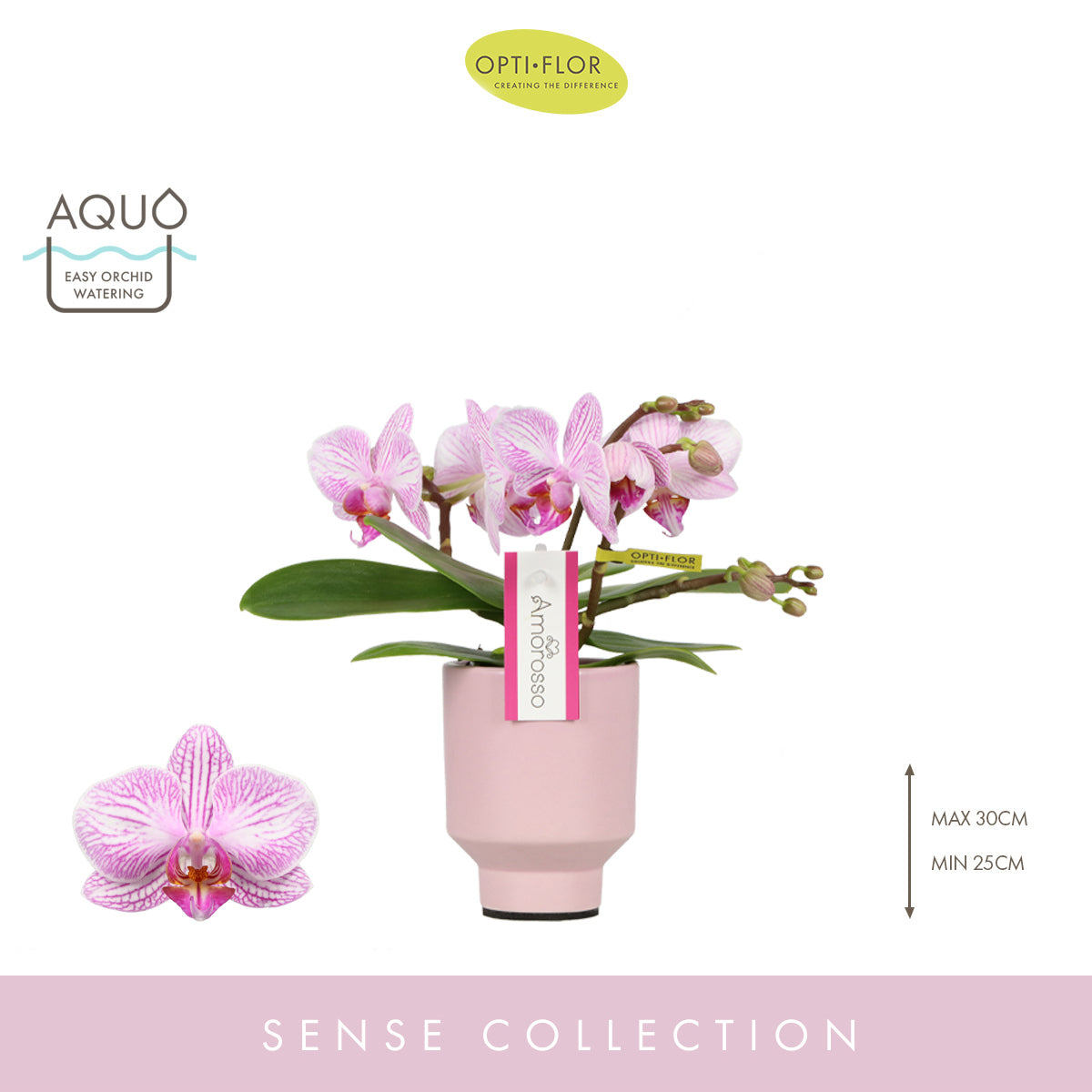 Phalaenopsis Merlini (+ drp.Pink Emilia Aquo) 25cm 7cm Pot
