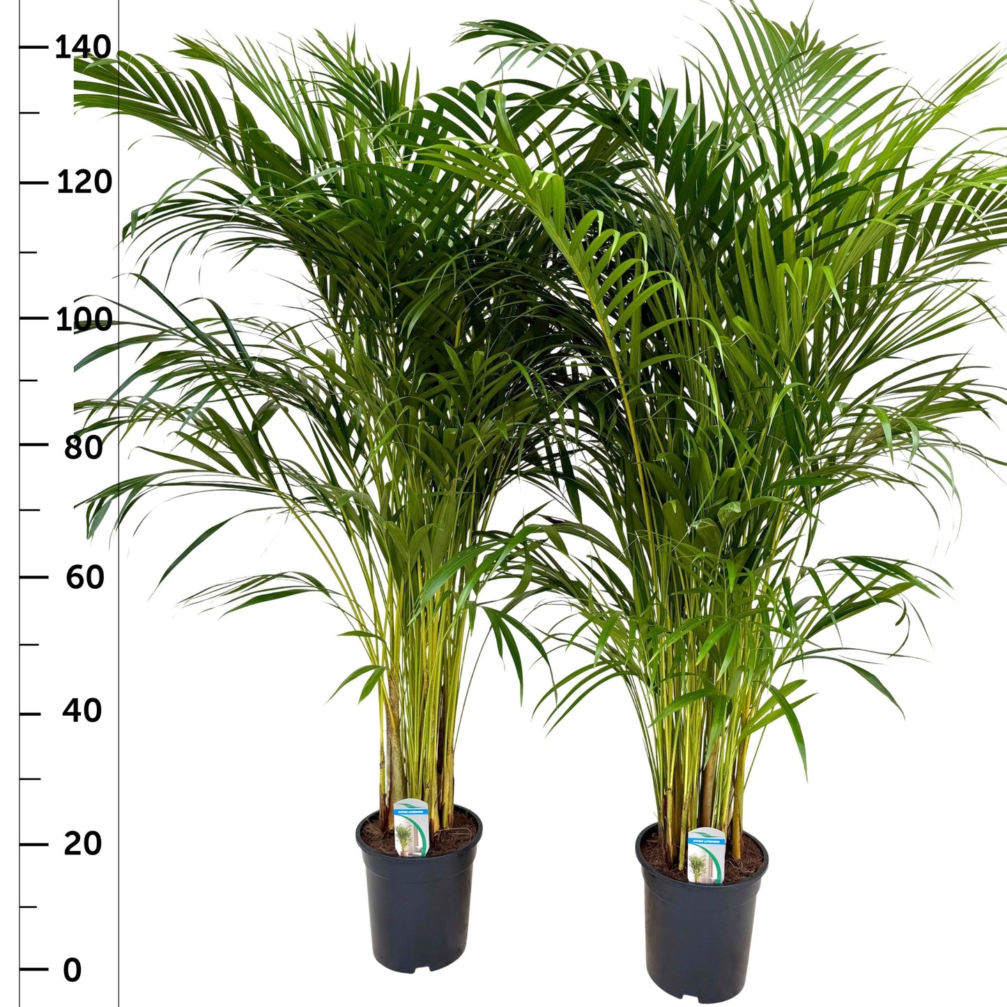 Dypsis lutescens 145cm 24cm Pot