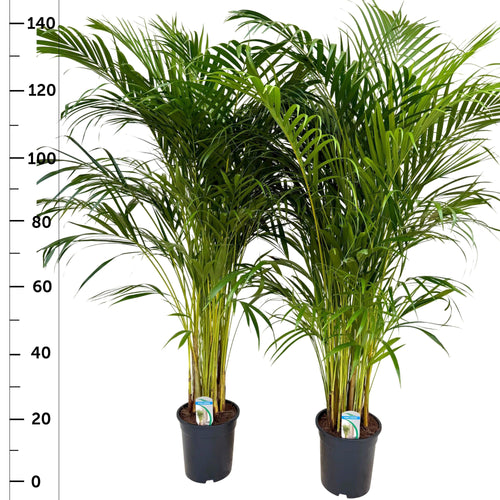 Dypsis lutescens 145cm 24cm Pot