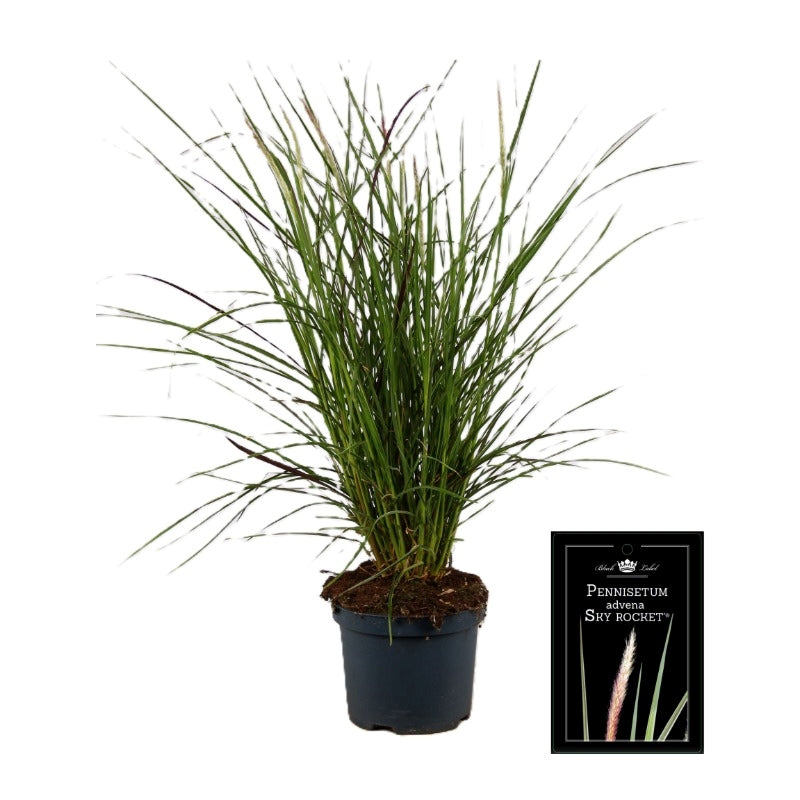 Pennisetum Sky Rocket 55cm 19cm Pot