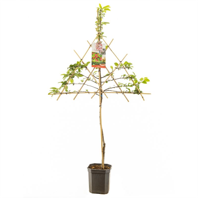 Malus Red Sentinel 160cm 24cm Pot