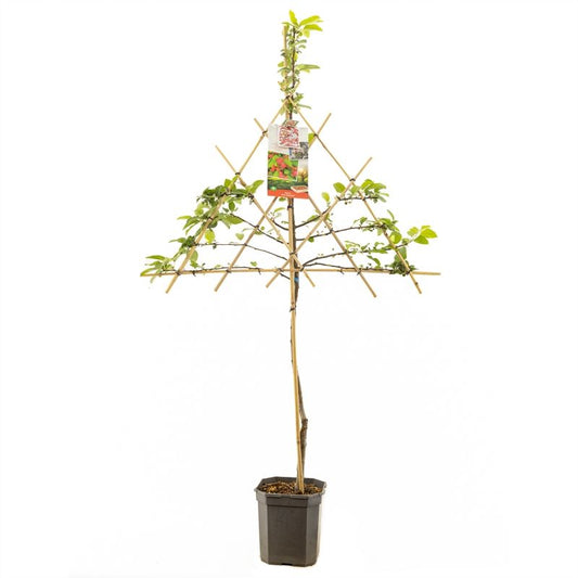 Malus Red Sentinel 160cm 24cm Pot