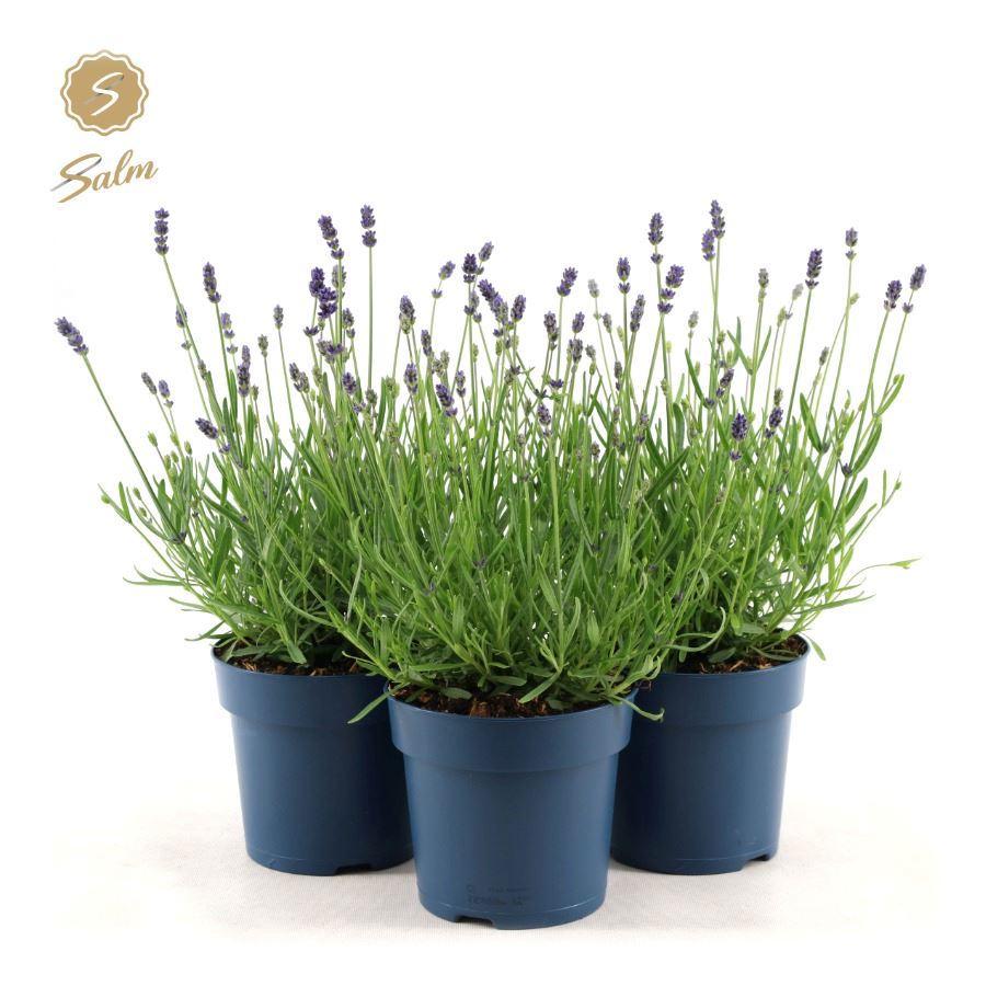 Lavandula Felice 28cm 15cm Pot