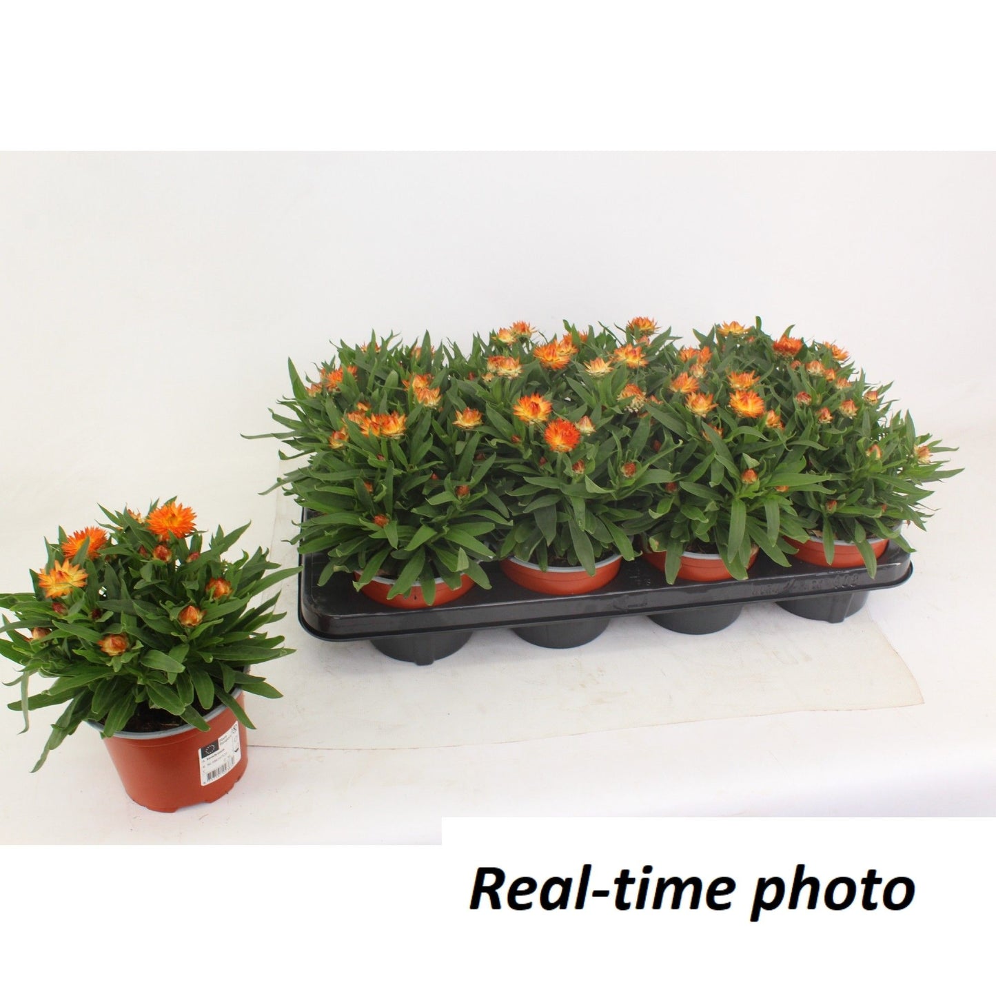 Xerochrysum Mohave Orange Dream 25cm 12cm Pot