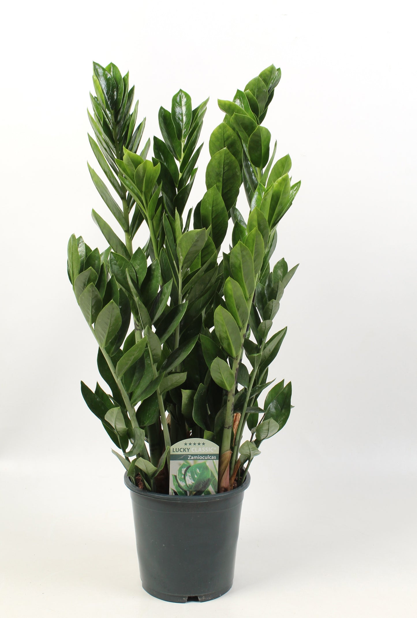 Zamioculcas Lucky 65cm 17cm Pot