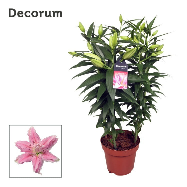 Lilium Roselily Azra 75cm 19cm Pot