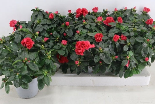Rhododendron sim. Hellmut Vogel 35cm 13cm Pot