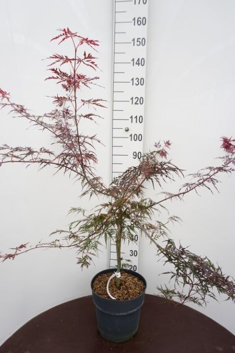 Acer Firecracker 105cm 29cm Pot