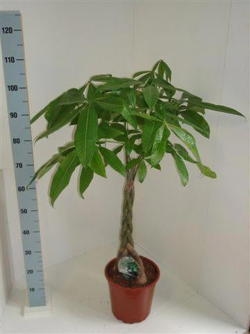 Pachira aquatica 110cm 21cm Pot